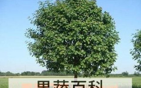 白蜡树种植技术 白蜡树怎样种植