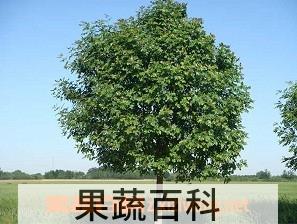 果蔬百科白蜡树