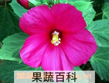 果蔬百科大花芙蓉葵