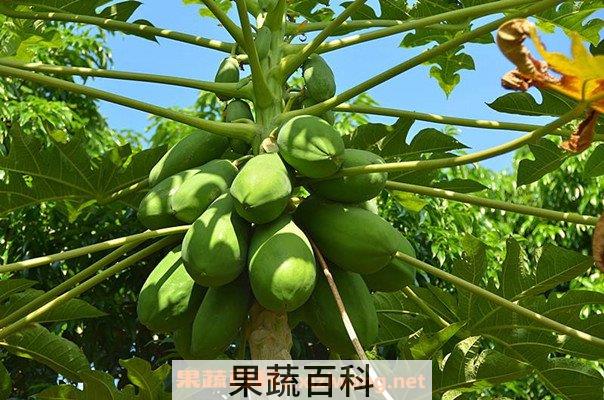 木瓜