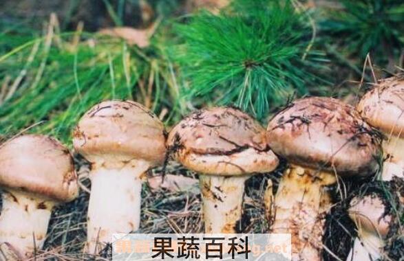 野生菌和野山菌的区别 野生菌的营养价值