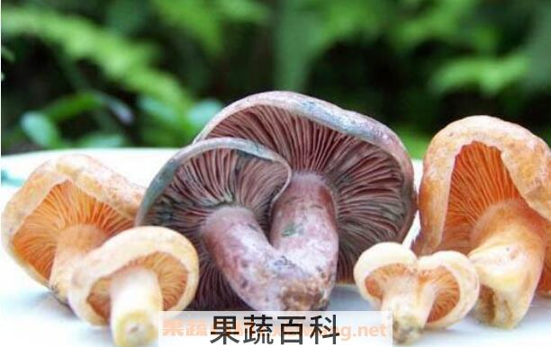 野生菌和野山菌的区别 野生菌的营养价值