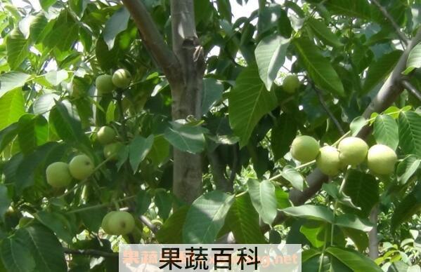 核桃树怎么种 核桃树不结果怎么回事