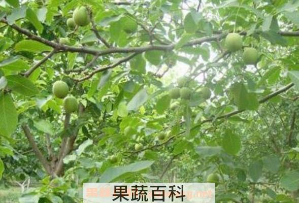 核桃树怎么种 核桃树不结果怎么回事