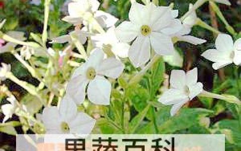 火焰兰的功效与作用及禁忌 火焰兰的功效与作用图片