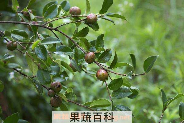 山茶油