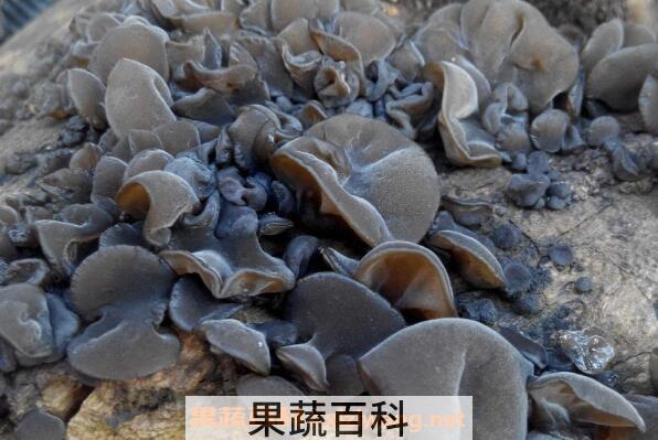 野生木耳能吃吗 野生木耳的功效与作用