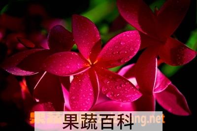 果蔬百科红鸡蛋花