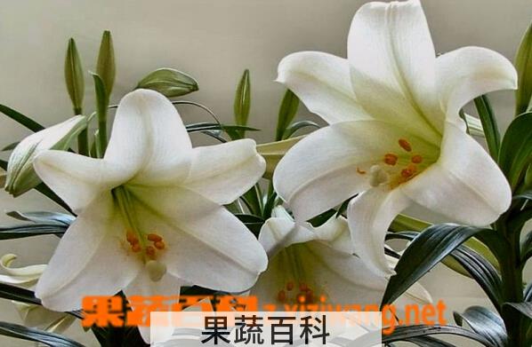 果蔬百科百合花的种类