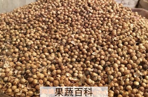 芫荽籽的功效与作用 芫荽籽的药用价值