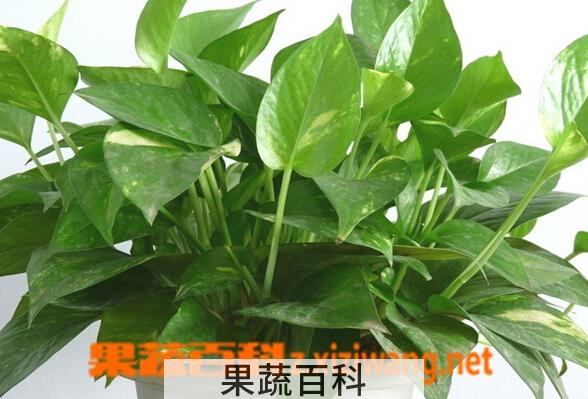 果蔬百科绿萝
