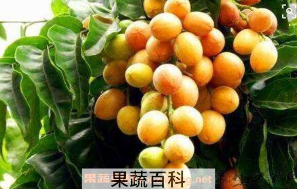 黄皮果的功效与作用及食用方法