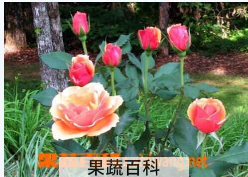 果蔬百科玫瑰花