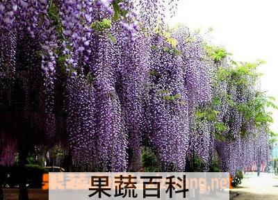 果蔬百科dhzt