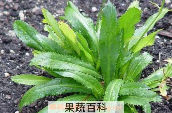 大芫荽和香菜的区别 吃大芫荽的好处