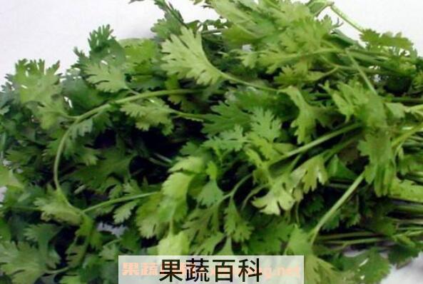大芫荽和香菜的区别 吃大芫荽的好处