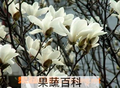 果蔬百科二乔木兰