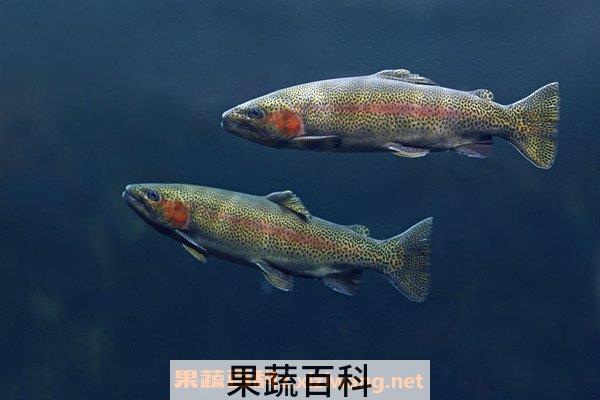 虹鳟鱼