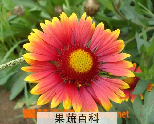 果蔬百科勋章菊