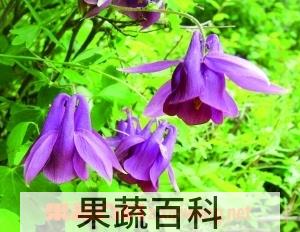 果蔬百科华北耧斗菜
