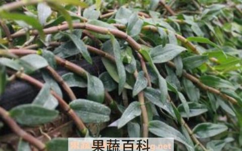 石斛怎么种植 石斛的种植方法