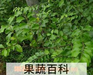果蔬百科山指甲