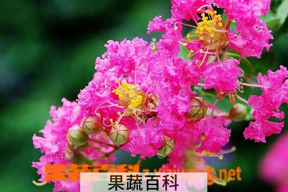果蔬百科紫微花可以泡水喝吗