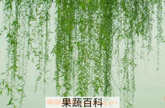 柳叶