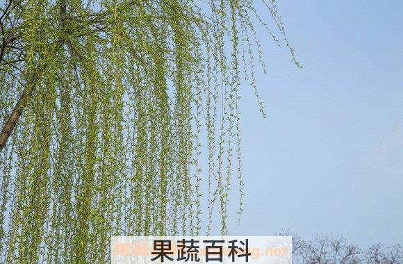 柳叶