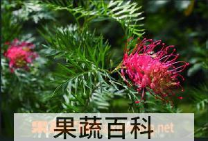 果蔬百科红花银桦
