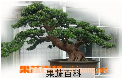 果蔬百科罗汉松