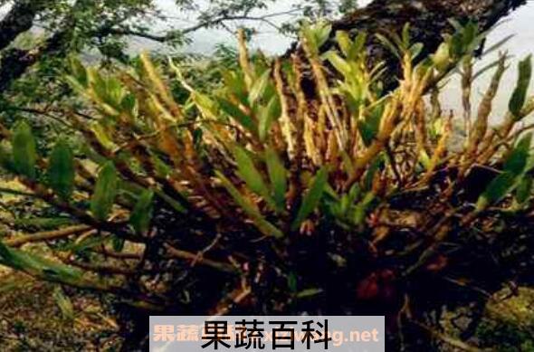 金钗石斛怎么种植方法