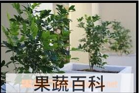 果蔬百科九里香