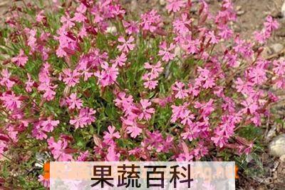 果蔬百科矮雪轮