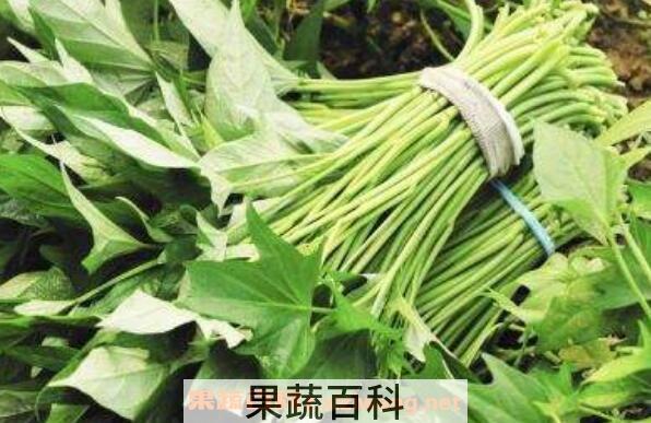 地瓜叶的功效与作用 吃地瓜叶的禁忌