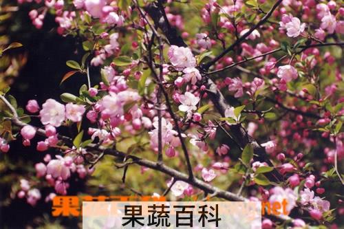 果蔬百科湖北海棠