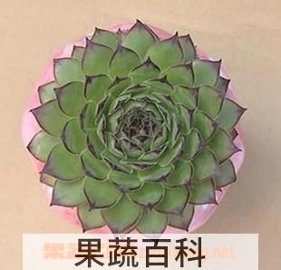 果蔬百科小苍兰