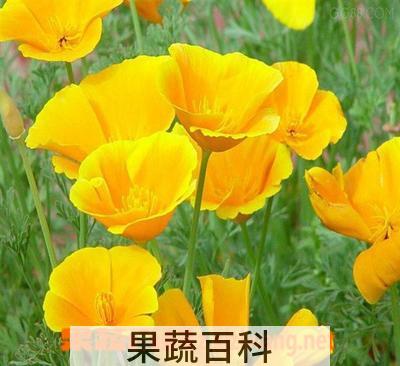果蔬百科花菱草