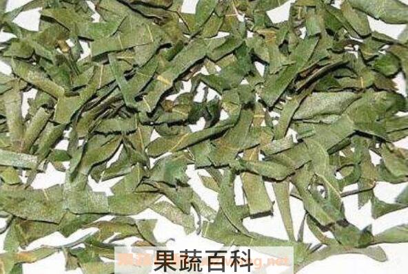 柿子叶泡水喝的功效