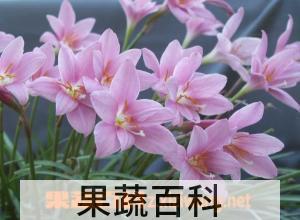 果蔬百科韭莲