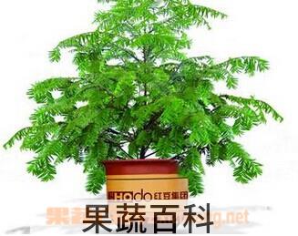 果蔬百科红豆杉