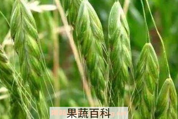 节节麦和雀麦的区别