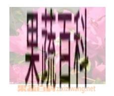 果蔬百科三角梅