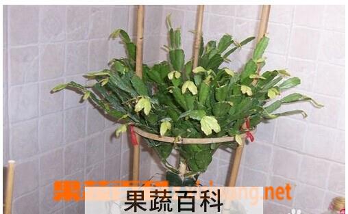 果蔬百科蟹爪兰