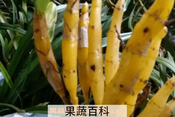 金钗石斛的功效与作用