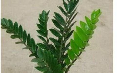 金钱树怎样养殖方法 金钱树怎么养?养殖方法和注意事项