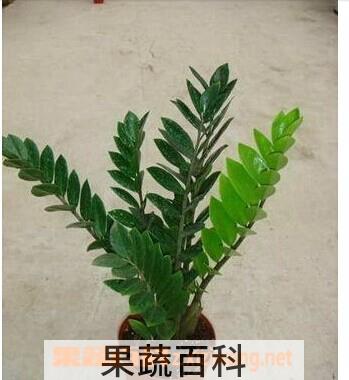 果蔬百科金钱树