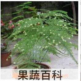 果蔬百科文竹