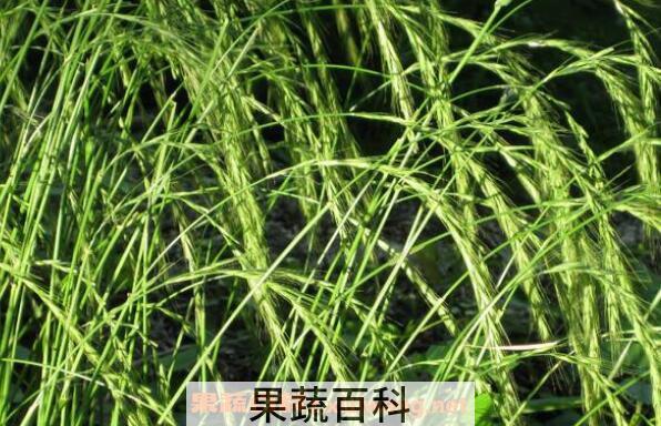野麦子的功效与作用