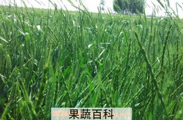 野麦子的功效与作用